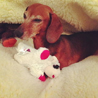 Dachshund with stuffed sacrificial lamb: a nice little picture to illustrate why not using the comma in a sentence can give people the wrong impression—in this case, doing something bad to humans aside from animals!