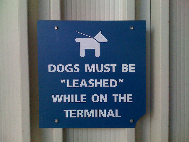 Dogs must be "leashed": an example of how NOT to use scare quotes. An editor or proofreader can help you use them correctly!